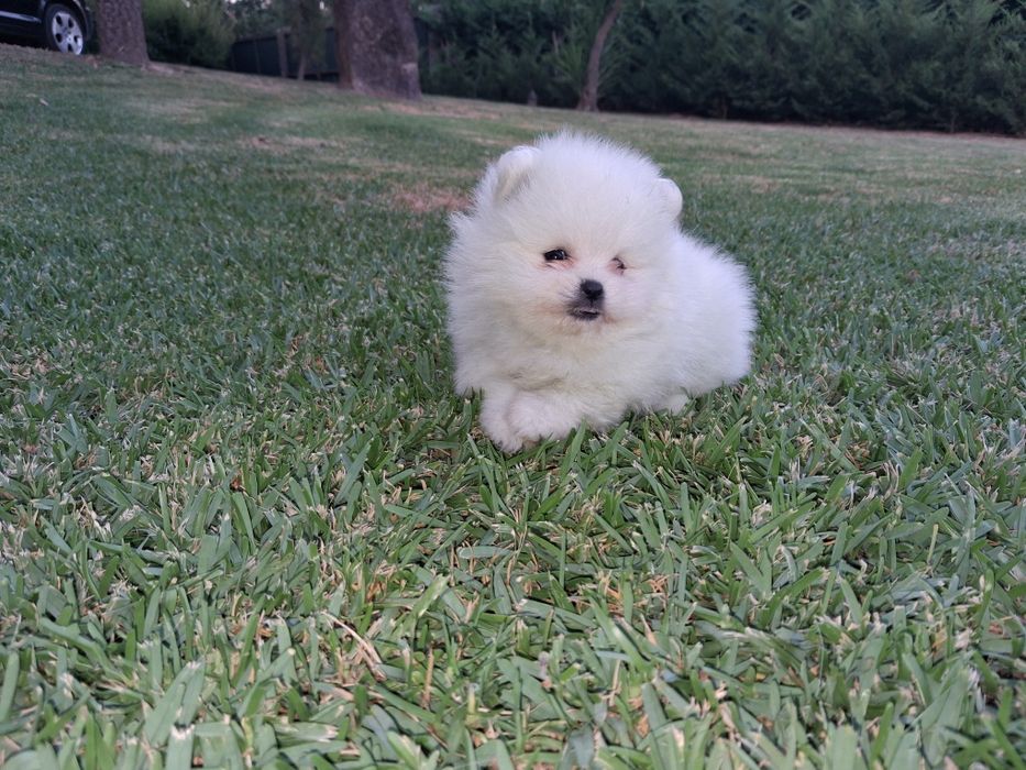 Spitz Fêmea miniatura com lop