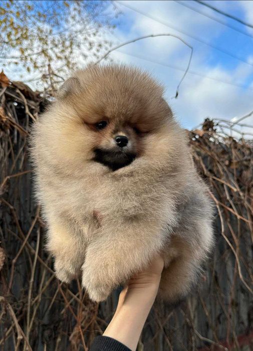 Spitz Alemão Anão/ou Lulu da Pomerânia LARANJA  com   LOP e AFIXO