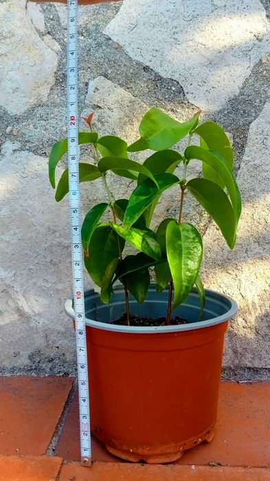 Pitangueira em vaso