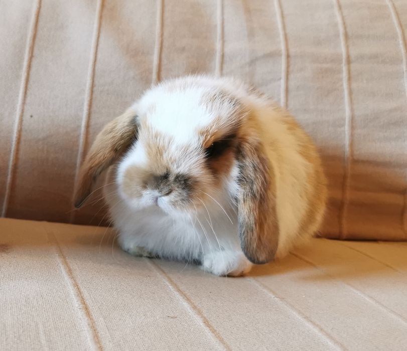 KIT Coelhos anões orelhudos, mini lop desparasitados