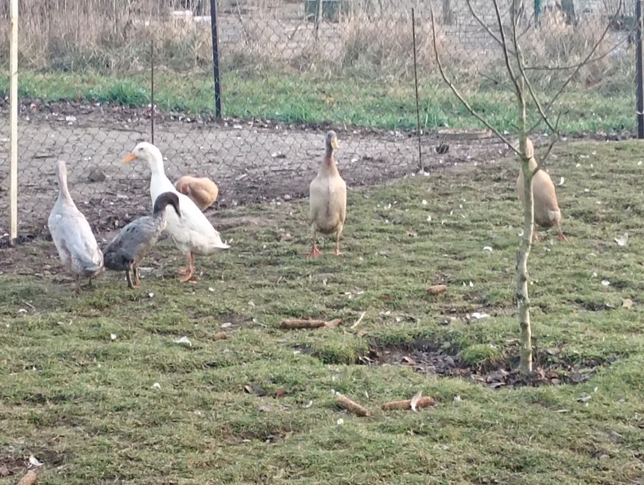 Sprzedam  kaczory biegusy