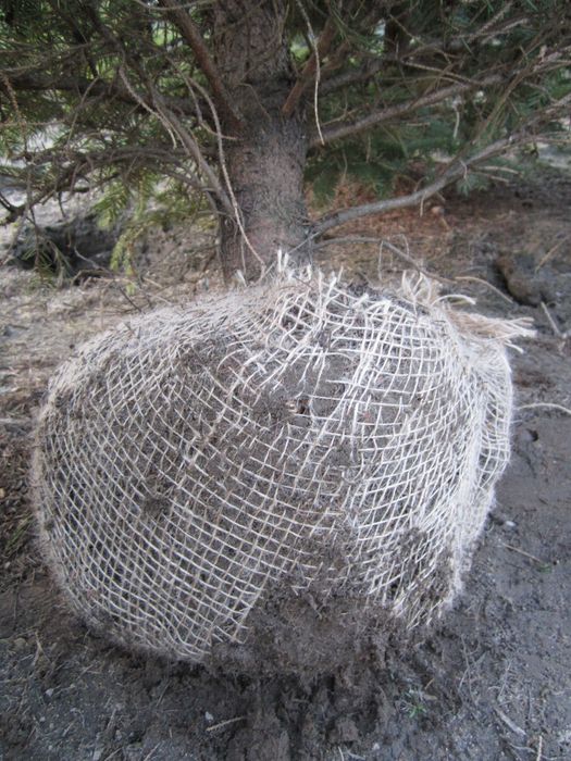 świerk Biały Densata 200 cm