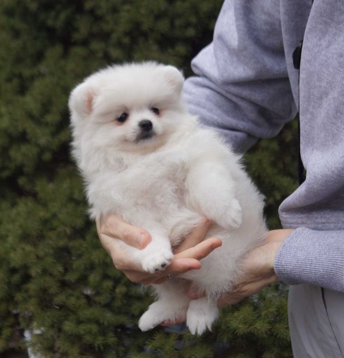 Совсем небольшая померанская девочка в мягкой шубке. Киев