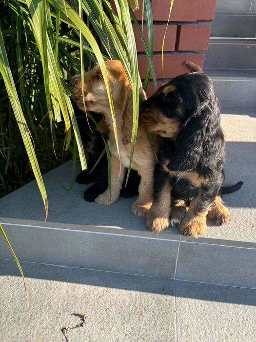 Spaniel angielski