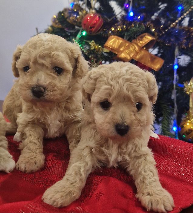 Мальтіпу. Чудові цуценята.