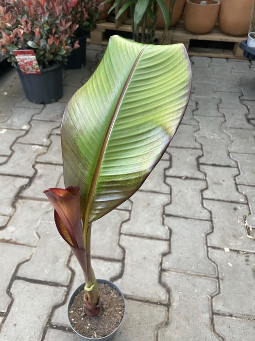 Bananowiec abisynski Maureli