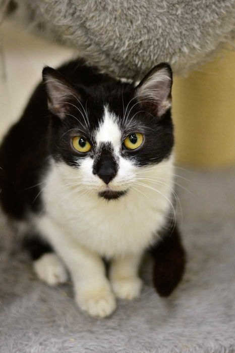 Ronnie - młoda, przytulaśna kotka do adopcji!