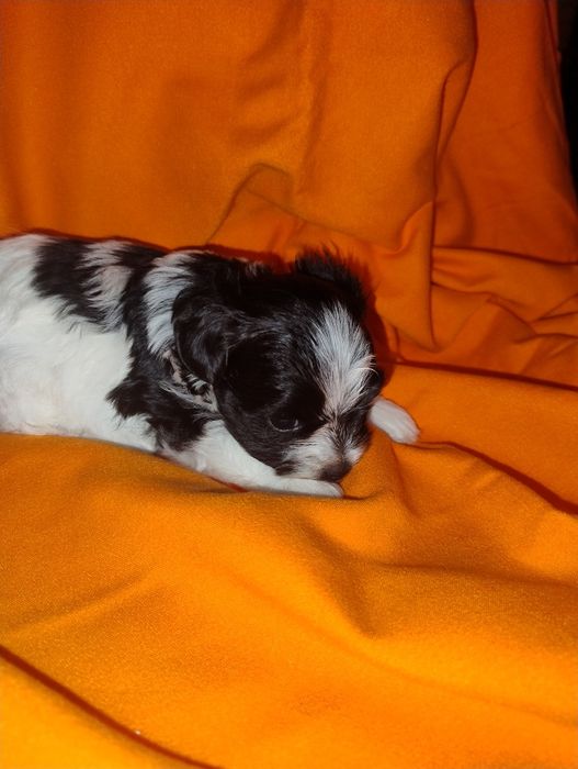 Yorkshire terrier Black end white piesek
