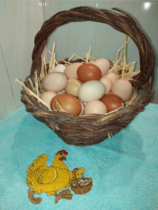 Ovos de galinha biológicos