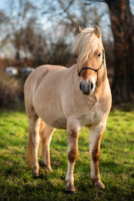 Stanówka ogierem Ardenofiordem