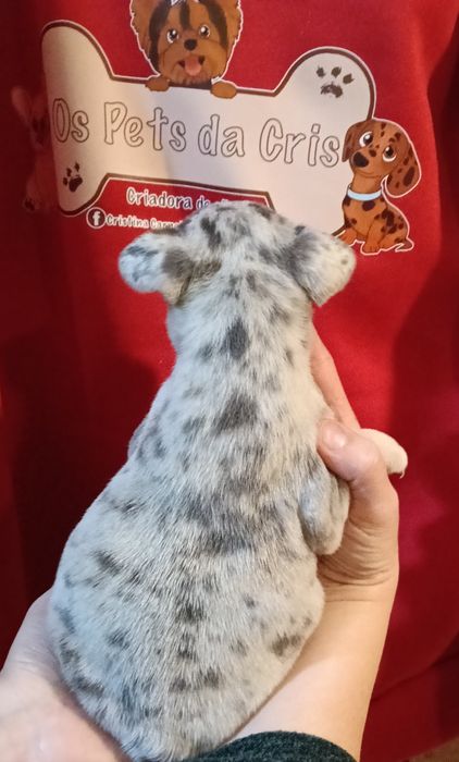 Lindo exemplar de bulldog francês blue merle