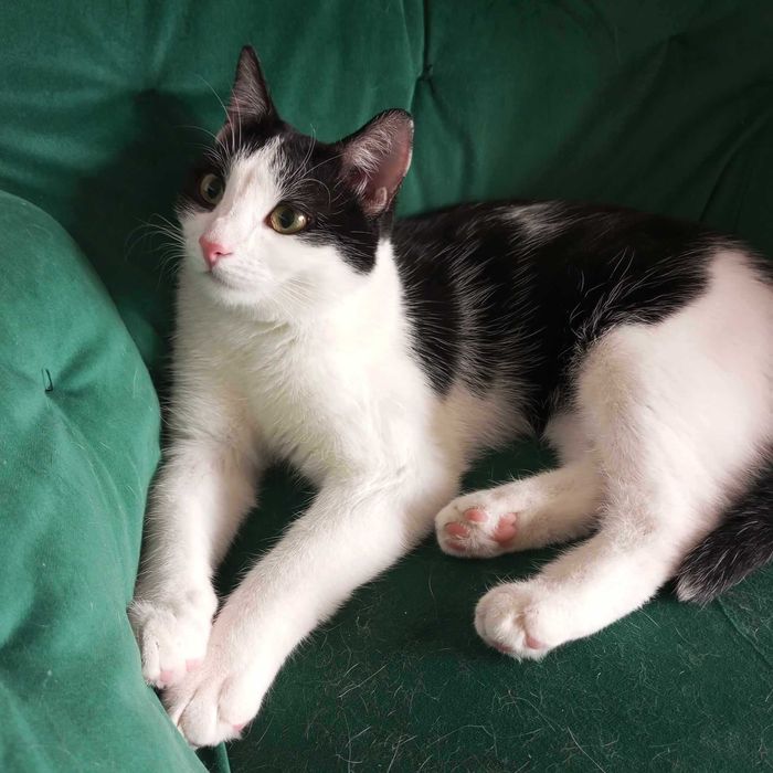 Gaduła i Inspektor: Wyjątkowy koci dwupak do adopcji. Poznaj ich!