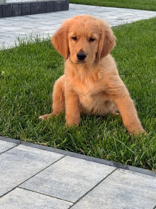 Piekny Piesek Golden Retriever