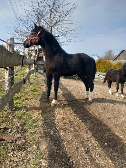 Ogier ślaski wysoki urodziwy
