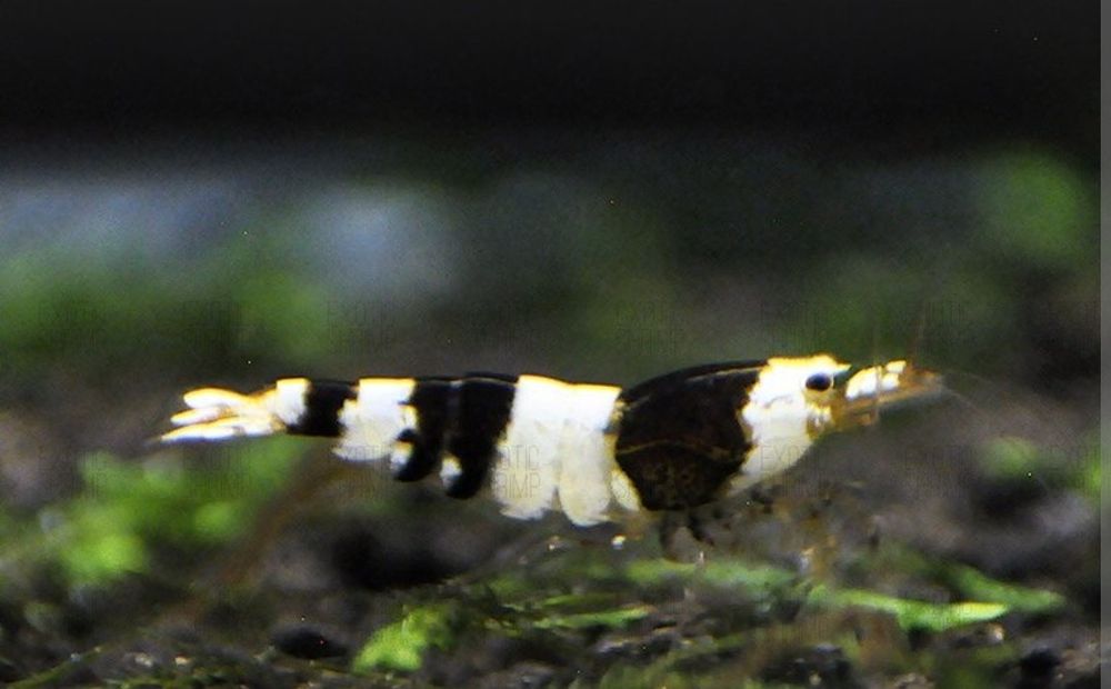 Caridinas Cristal Red e Cristal Black