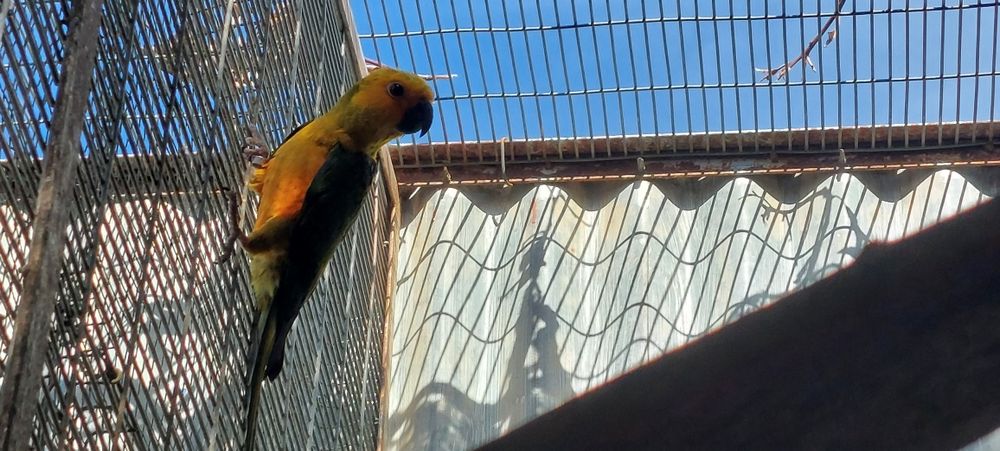 Aratingas jandayas