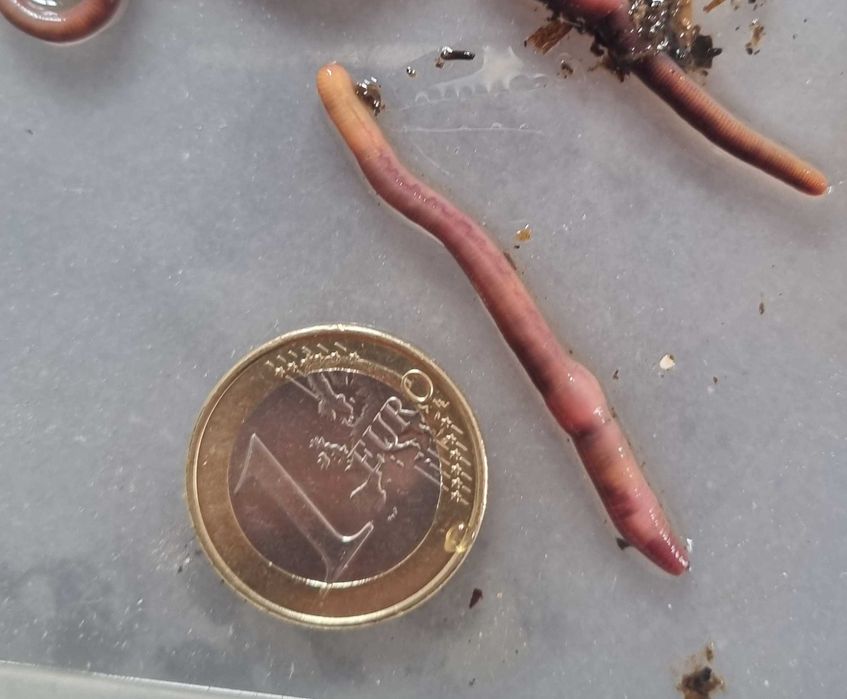 Minhoca para pesca - desde 7€ (100 minhocas)