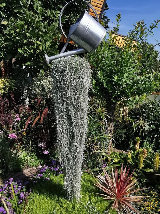 Dichondra srebrzysta