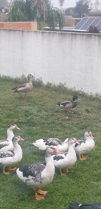 Patos Caseiros criados ao ar livre .