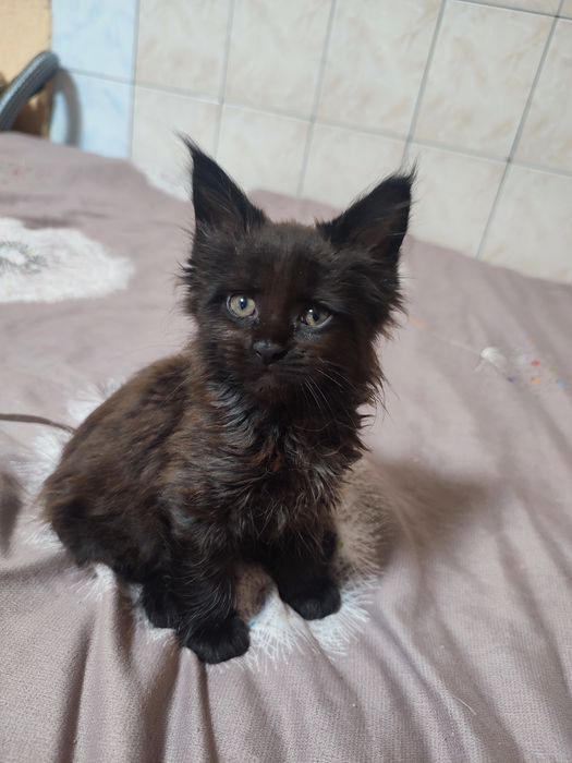 Кошенята Мейн-куна