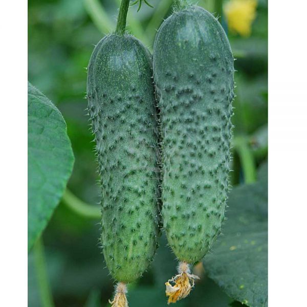 Насіння огірка Амур F1 Amour F1 Семена огуреца