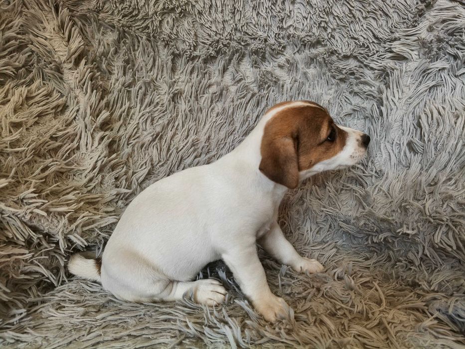 Jack Russell Terrier Suczka