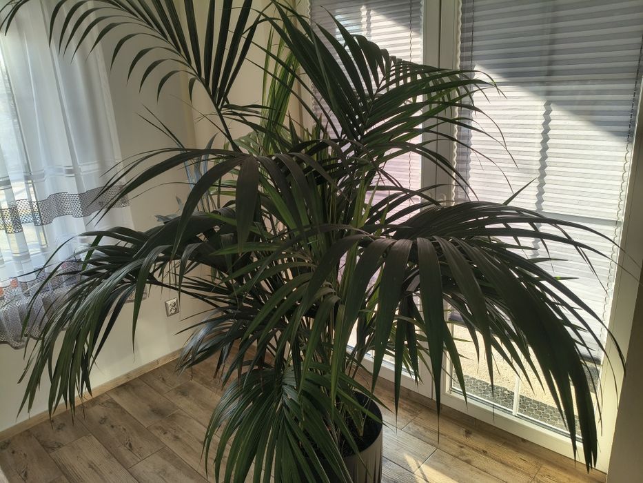 Sprzedam palmę kentia 210cm