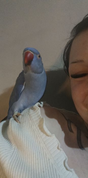 Aleksandrrtta Obrożna Fiolet