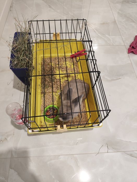 Продам кролика    з кліткою