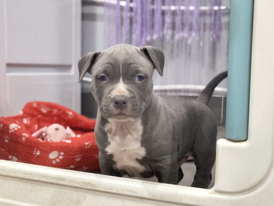 Amstaff mocny samiec