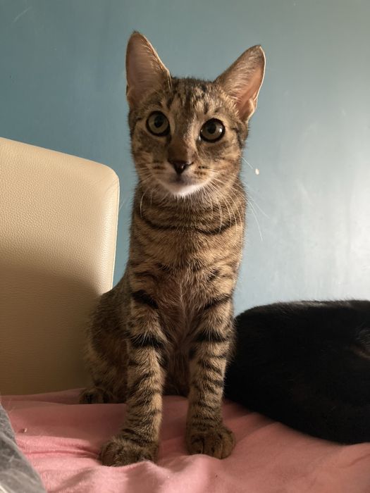 Śliczna parka burych kociaków szuka wspólnego domu