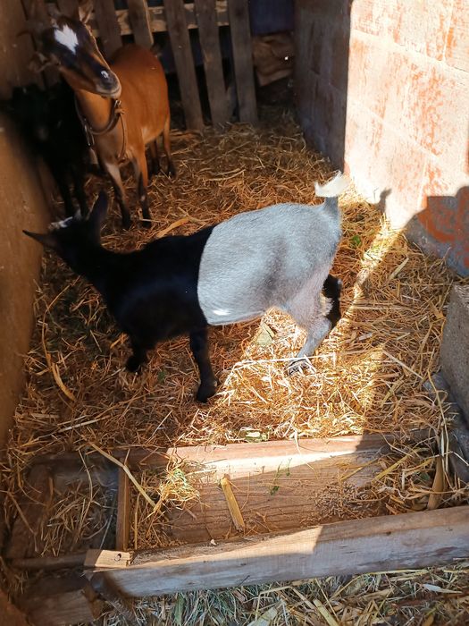 Casal cabras anãs