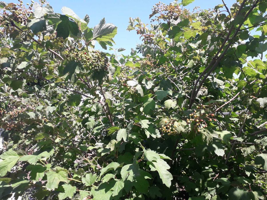 Продам разные саженцы