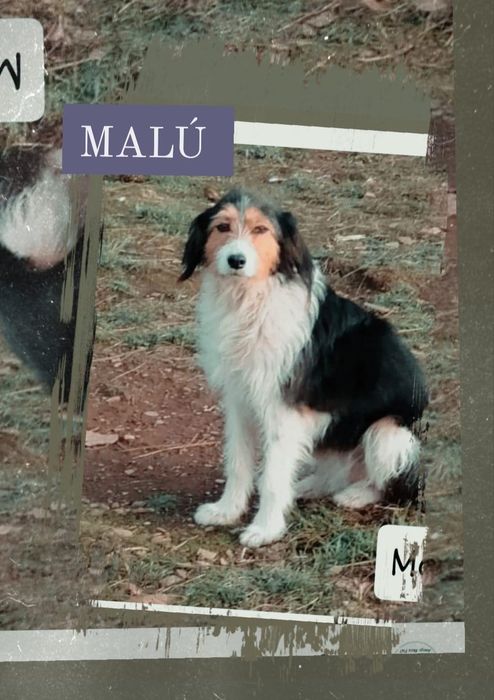 Cadelinha com 5 aninhos para adopção