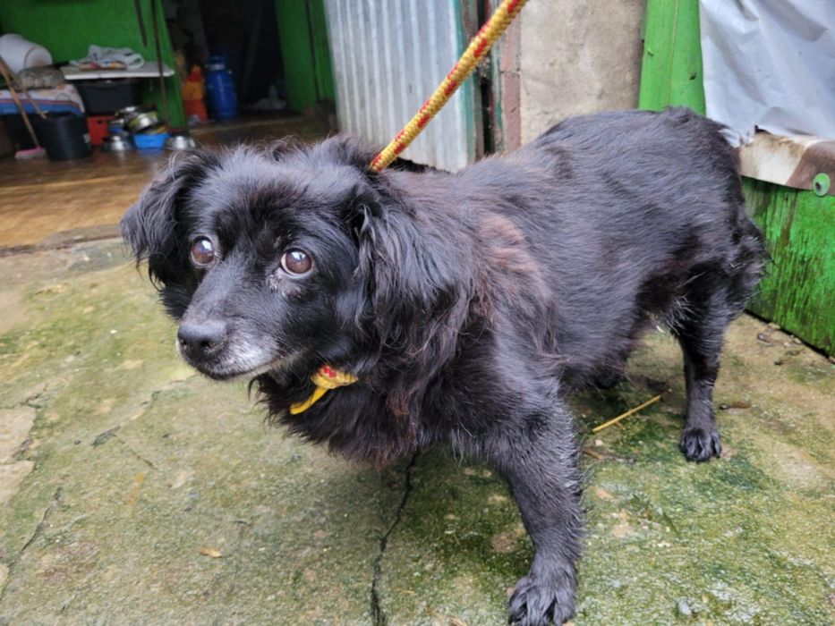 Malutka Megi do adopcji