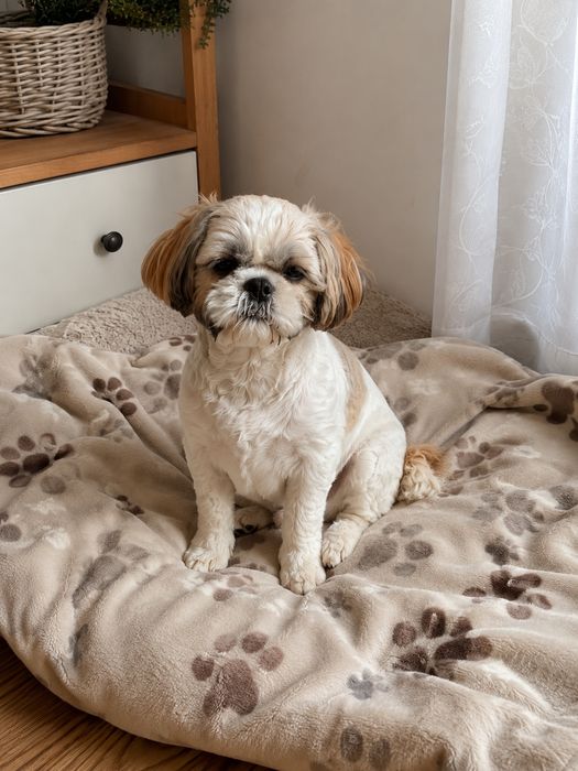 Shih tzu suczka 7mies