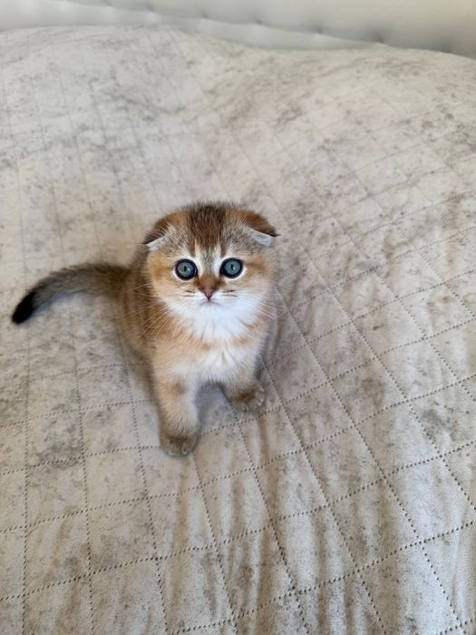 Zwisłouchy szkocki kociak