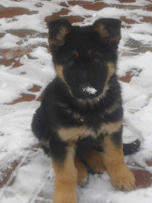 Найкращий  цуцик німецької вівчарки