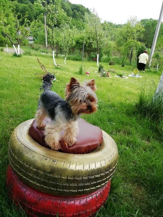 Йорк, йоркширський тер'єр в'язка