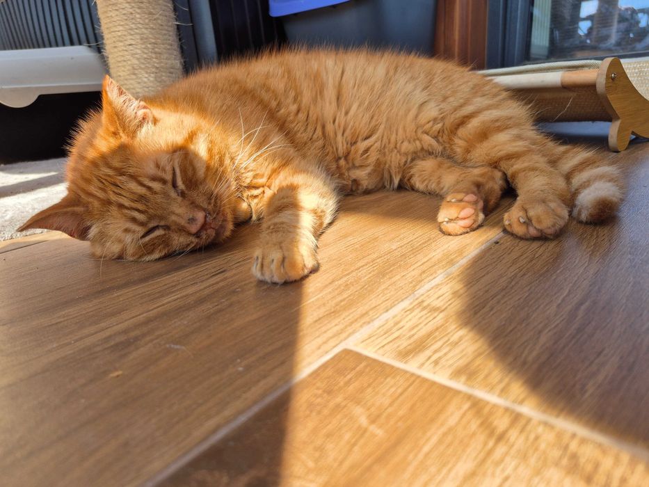 Rudy kocurek szuka swojego miejsca