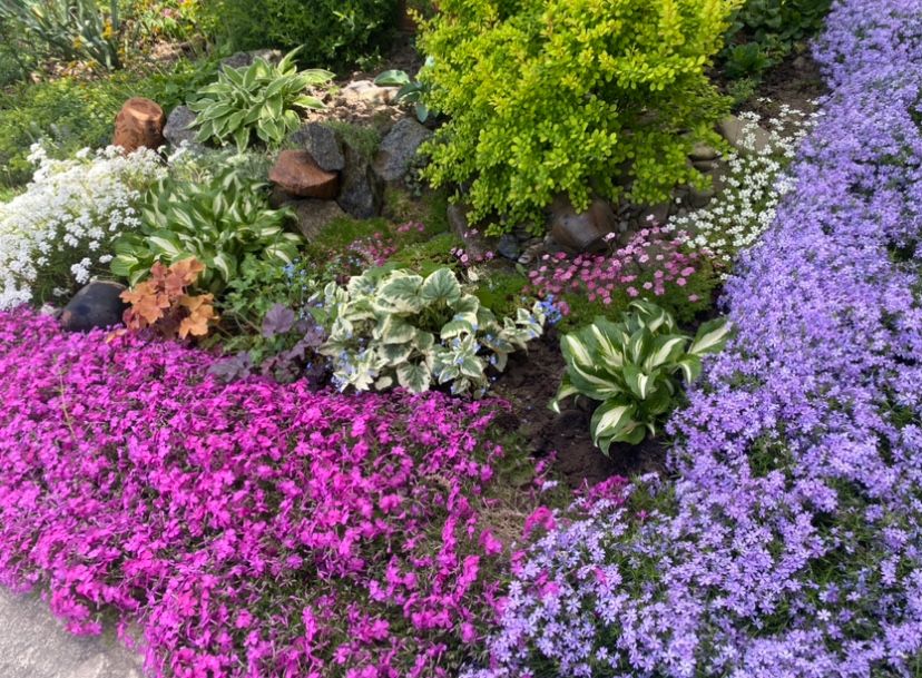 Флокс шиловидний