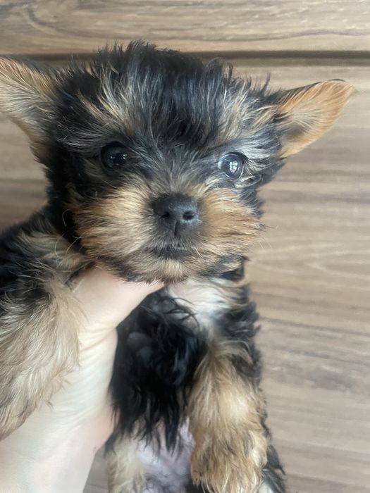 York yorkshire mini 800 gram cudne gotowa suczka pies piesek