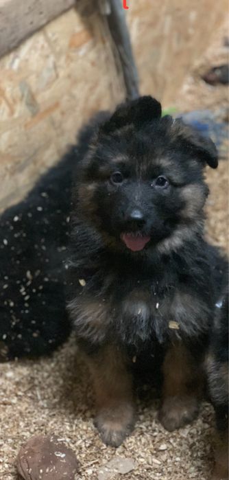 Цуценята німецької вівчарки КСУ-FCI