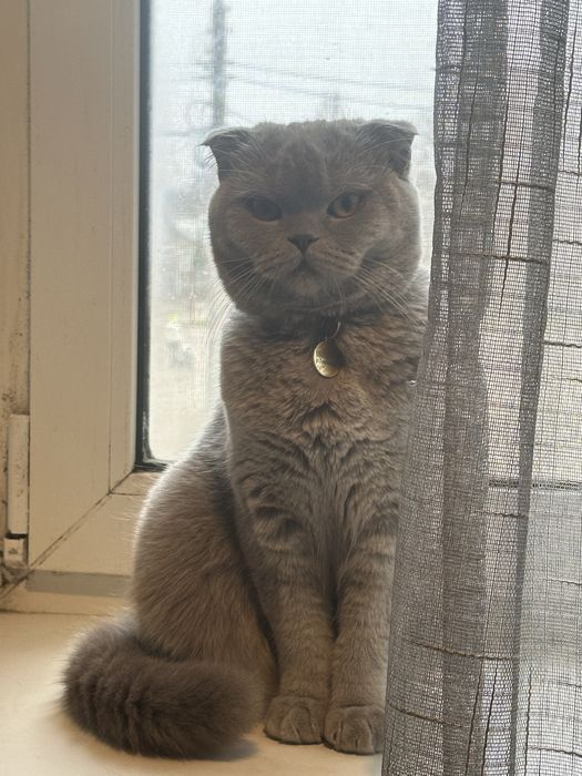 Шукаю котика для вязки