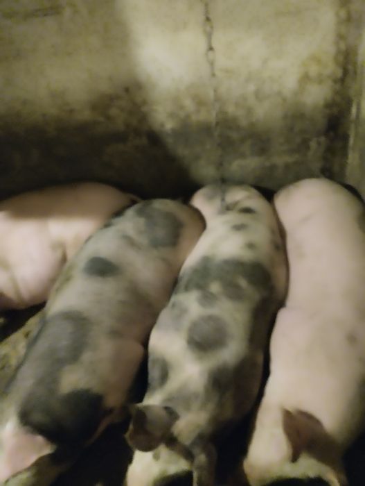Продам свиней м'ясної породи.