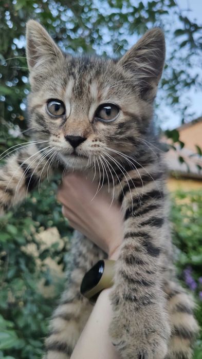 Віддам безкоштовно кошеня, дівчинка