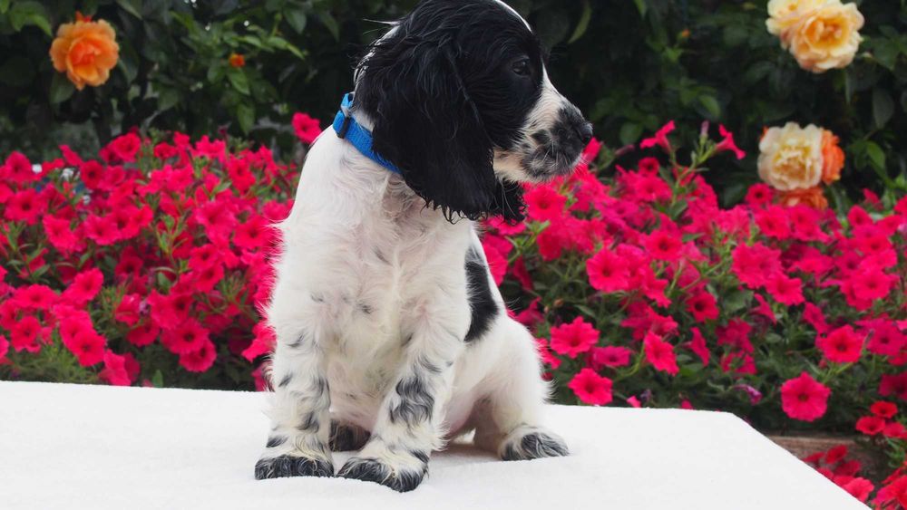Cocker spaniel angielski
