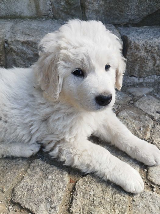 Owczarki Podhalańskie – białe anioły z hodowli „Pasterze z Gór Sowich”