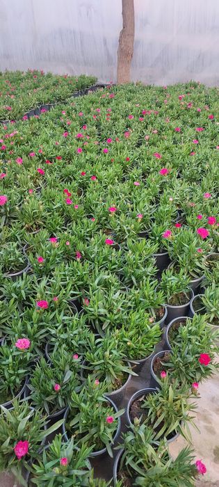 Гвоздика 15-35 грн.