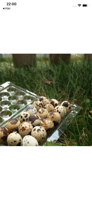 Jajka przepiórcze ekologiczne